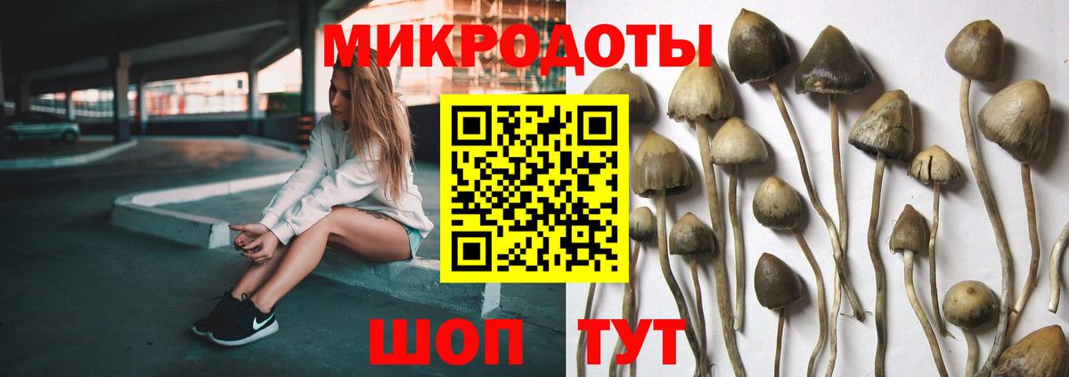 Псилоцибиновые грибы Psilocybe Фурманов